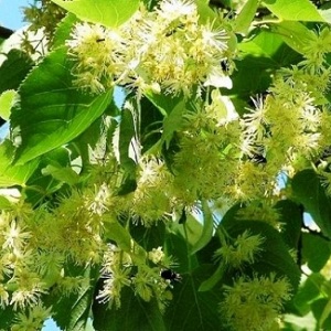 Опилки липовые оптом в Грозном от завода-производителя Лигнум Ресурс